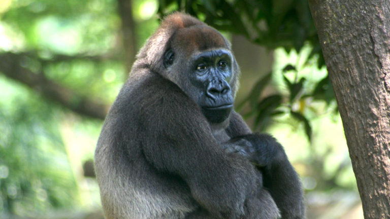 Chimps and gorillas desperately need an Ebola vaccine too