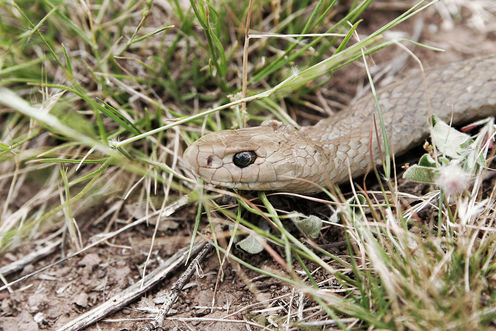 Explainer: what should you do if you’re bitten by a snake?