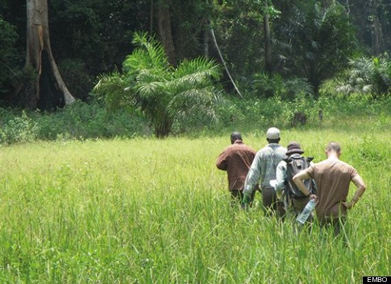 Scientists May Have Traced Ebola To A Bat Colony In Guinea