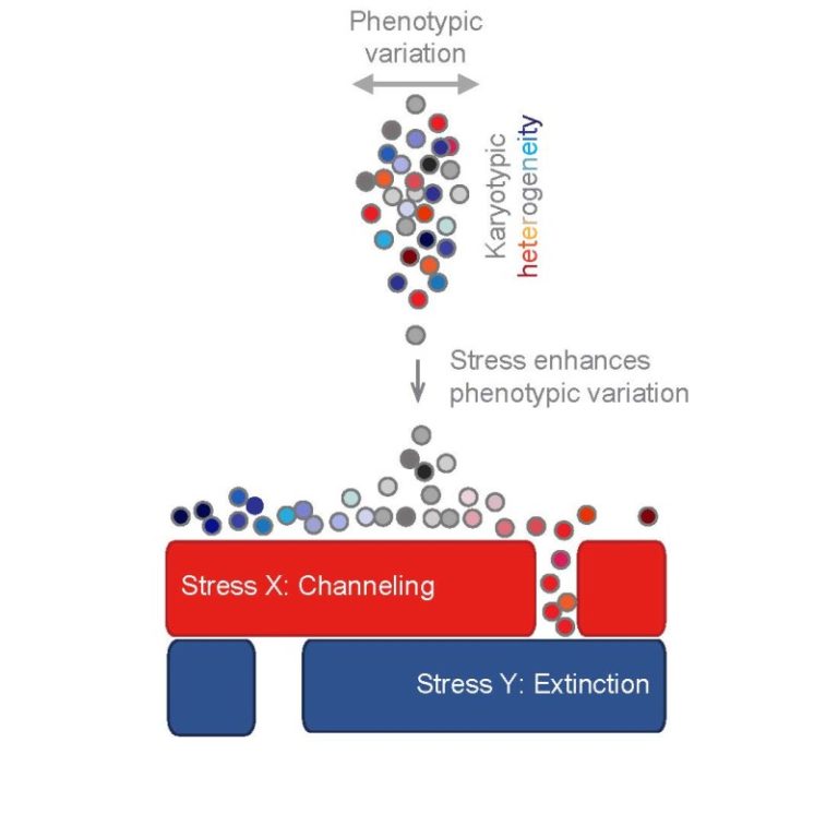 Researchers design ‘evolutionary trap’ to thwart drug resistance