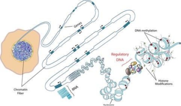 Predicting cancers’ cell of origin