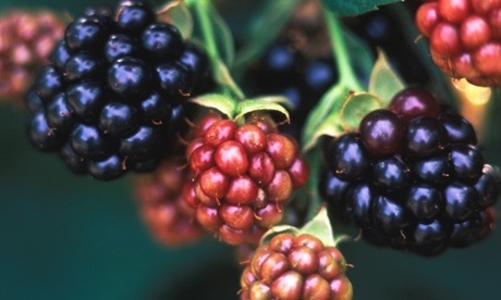 Ripening Blackberries