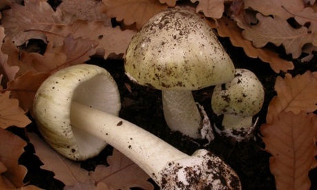 Death cap mushrooms