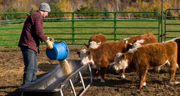 New Research Shows Antibiotic Resistance Can Be Transmitted Through The Air By Farms