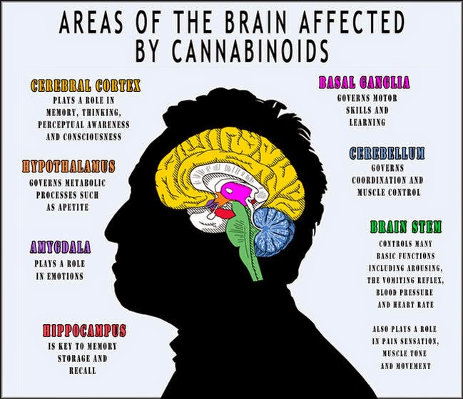 This figure shows the areas of the brain with cannabinoid receptors, and the corresponding effects of THC on the user.