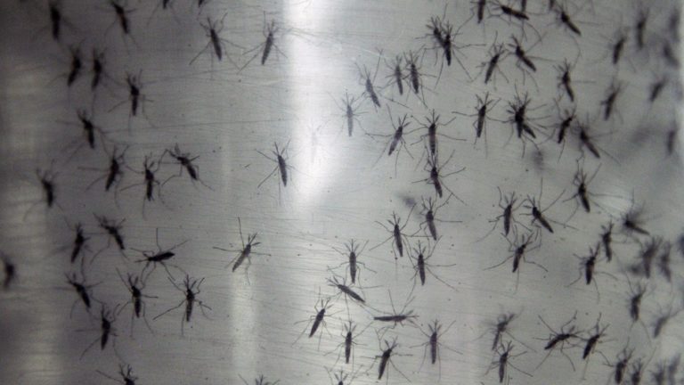 Climate change could increase the spread of tropical diseases