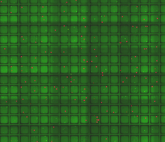 A Single-Cell Breakthrough: newly developed technology dissects properties of single stem cells