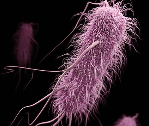 Common bacteria on verge of becoming antibiotic-resistant superbugs