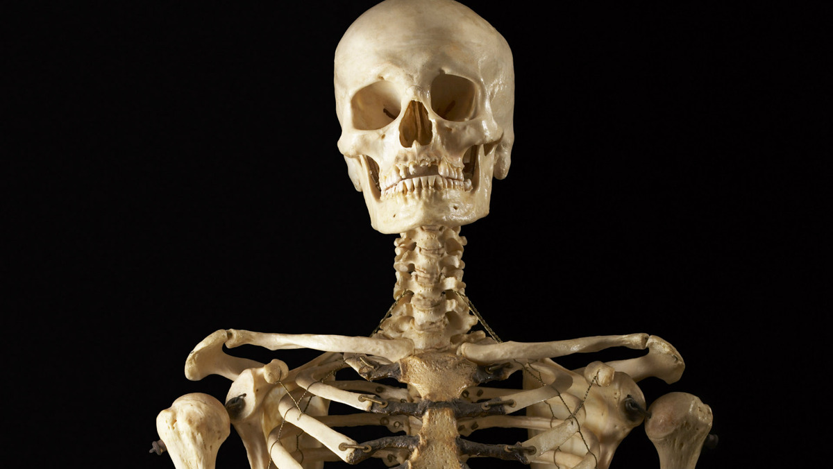 Skeleton