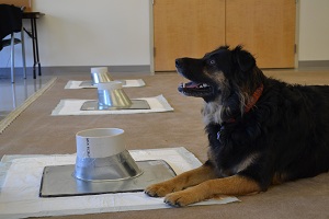 Above, Frankie is pictured during a training session.