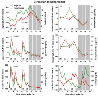 Changes over 24 hours in metabolic and endocrine function in people with aligned (green lines) and misaligned (red lines) circadian clocks.