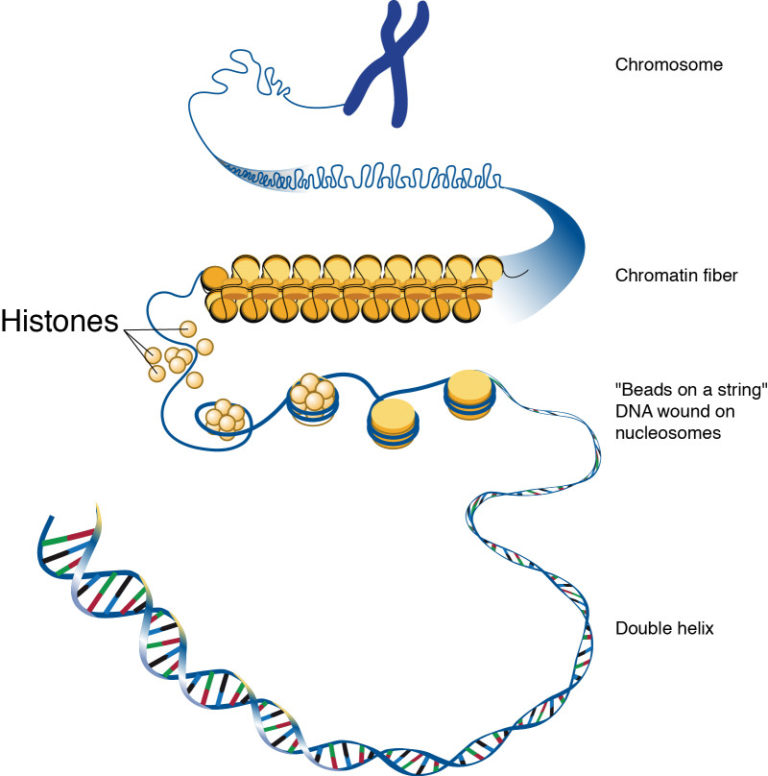 DNA can’t explain all inherited biological traits, research shows