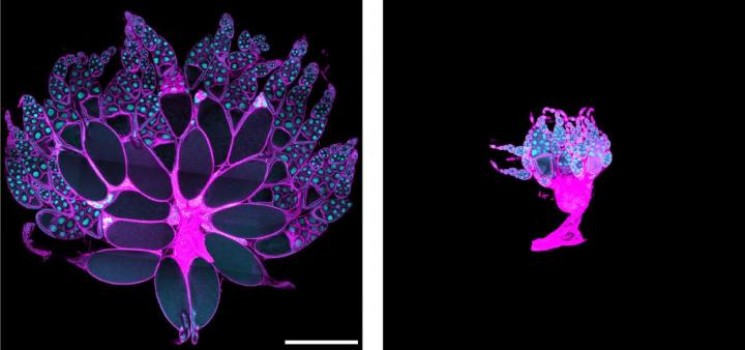 Origin of cancer wasting identified in fruit flies