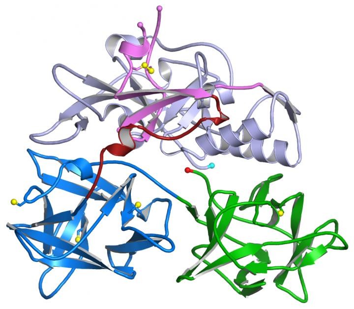 Team determines structure of toxin in respiratory infections