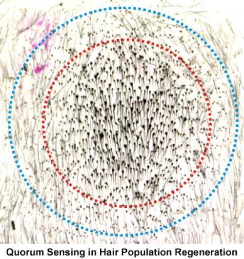 Pluck hair in a specific pattern to grow new hair: Hair six times thicker in mice