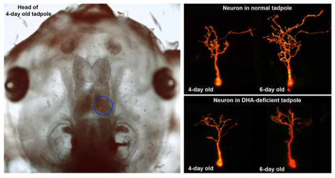 Brain development suffers from lack of fish oil fatty acids, study finds