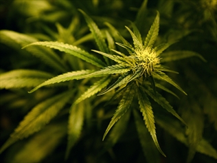 Vic and Qld join medical marijuana trials