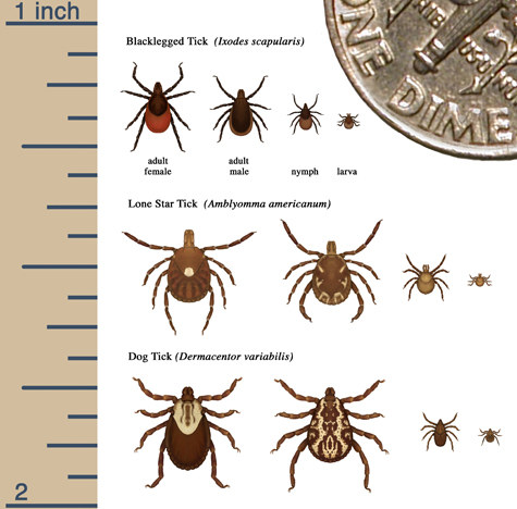 Tick_Life Stages