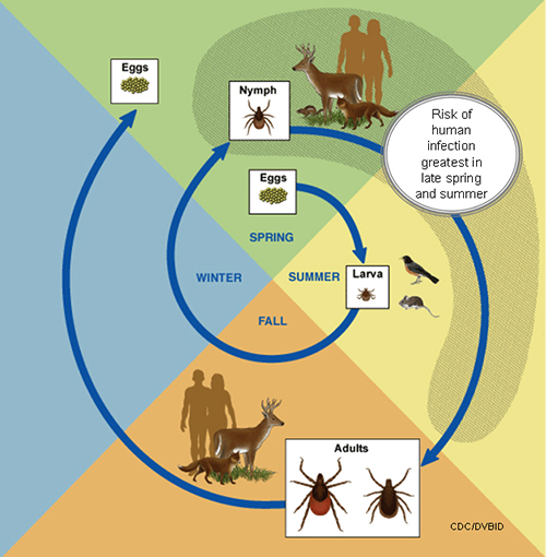 The lifecyle of a tick.