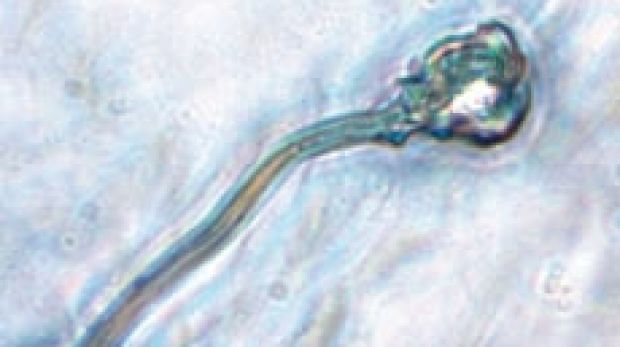 Human sperm grown in lab for first time, scientists claim