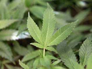 Firm awaits nod for Norfolk cannabis plan