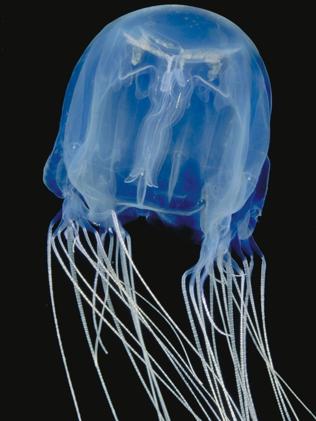 Queensland researchers hopeful deadly box Jellyfish venom holds cancer answers