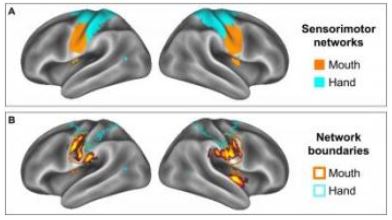 The most surprising finding of a new Dartmouth College study was that TV food commercials activated overweight adolescents' brain region that controls their mouths, suggesting they mentally simulate unhealthy eating habits. 