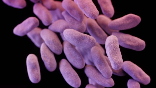 Deadly superbug found spreading in Victorian hospitals