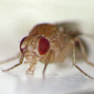 Cancer drug makes fruit flies live longer