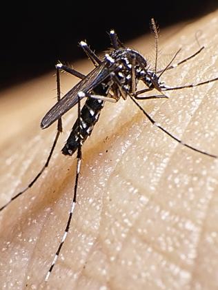 Primary carrier ... The Aedes aegypti mosquito.