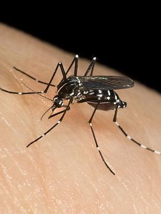 New recruit ... The Asian tiger mosquito (Aedes albopictus).