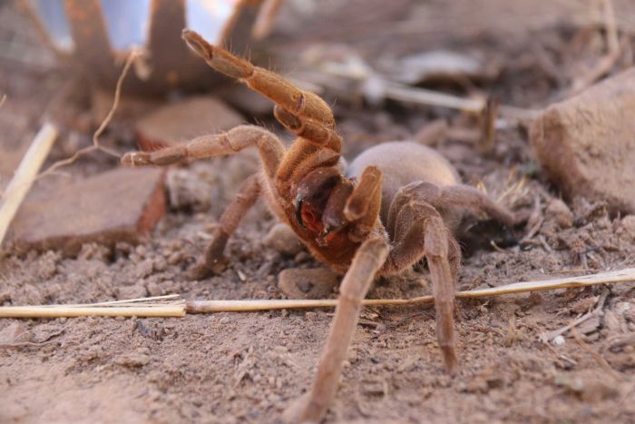 Spider expert hails medicinal possibilities of NT tarantulas