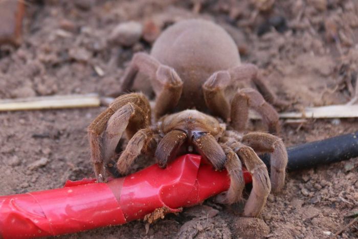 Female Maningrida diving tarantula gets feisty