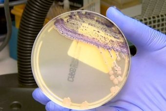 Victorian hospitals warned over new antibiotic-resistant superbug