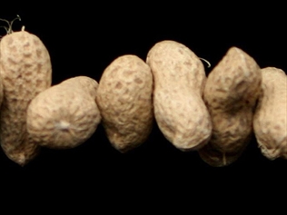 Peanuts could protect against cancer