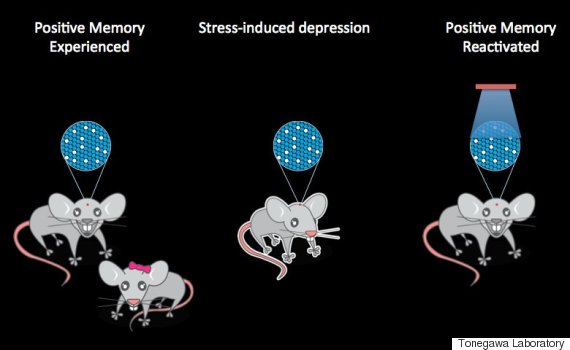 MIT scientists induced positive memories in mice, and later reactivated those memories to reverse depression-like behavior.