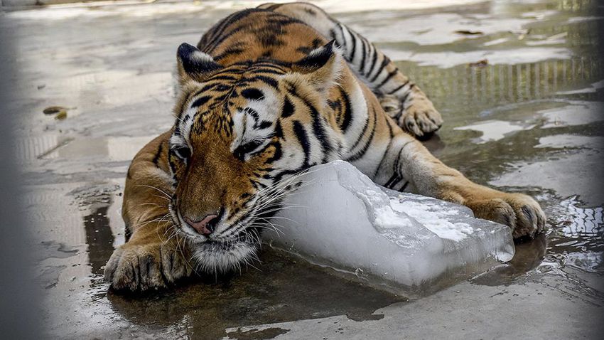 A tiger cools off by embracing a large lump of ice at the Karachi Zoo, in Karachi, Pakistan. Caretakers at Karachi's zoo were working to keep animals cool during a deadly heatwave affecting southern Pakistan. Large animals - including elephants from Tanzania, white lions, and tigers from Bengal - have been deeply distressed due to the "unbearable" heat, said Tazeem Naqvi, a director at the facility.