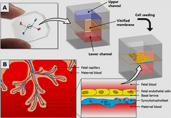 Placenta-on-a-Chip to Study Pregnancy, Develop New Drugs Safe for the Fetus