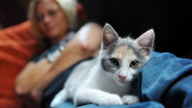 Could Your Cat Be Making You Mentally Ill?