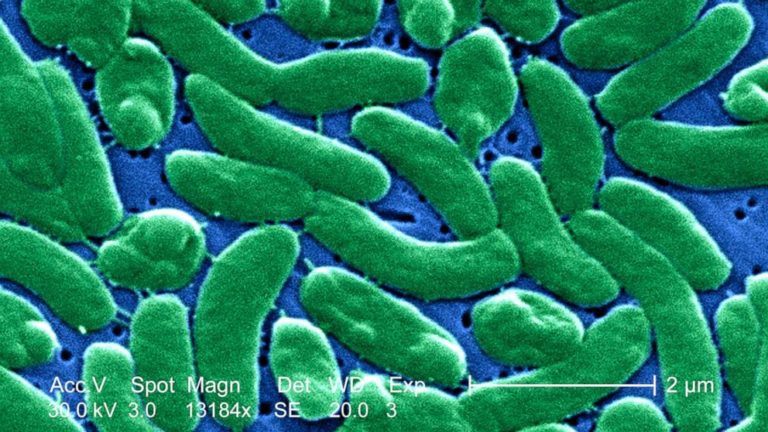 Rare Bacteria Invades Florida’s Beaches, Infecting Seven People And Killing Two