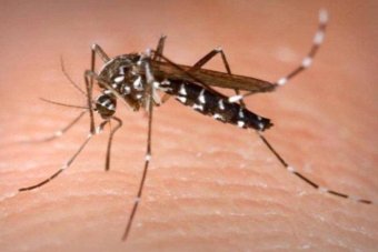 Spike in dengue fever cases in SA prompts traveller warning