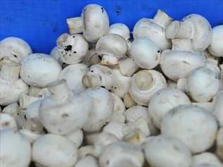 Mushrooms help fight winter health threat