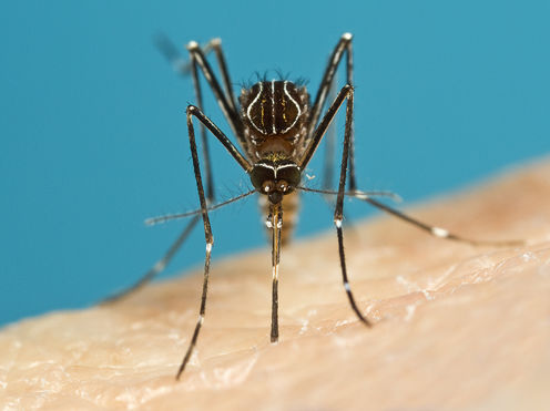 A tale of three mosquitoes: how a warming world could spread disease