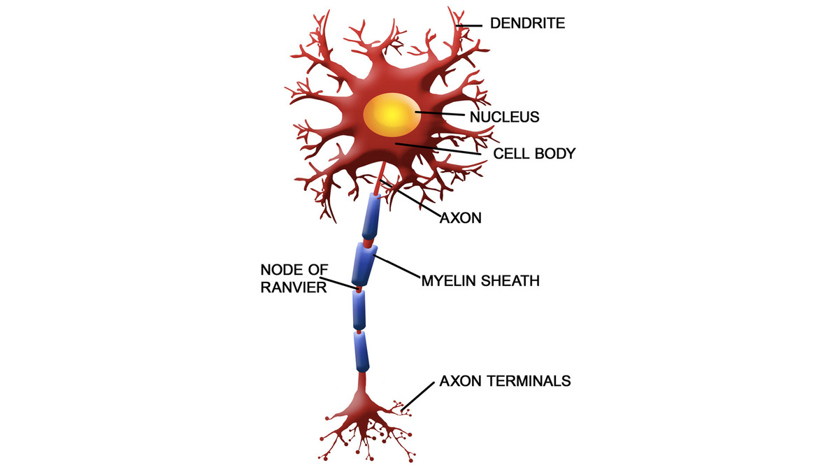 Nerve Signals