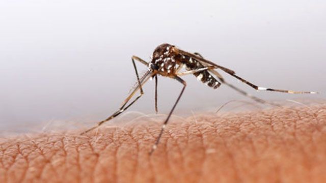 West Nile Virus On The Rise Due To U.S. Drought Conditions