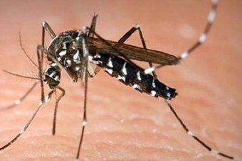 Asian tiger mosquito detected in far north Qld