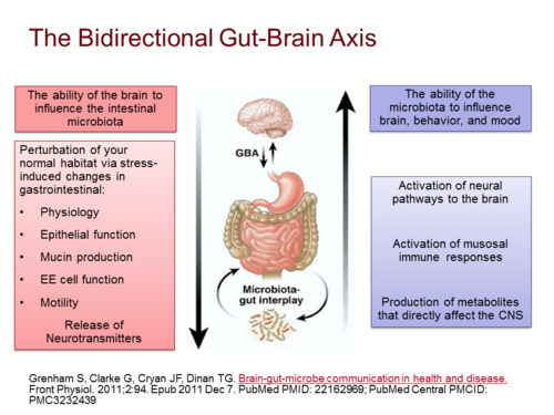 gut-brain-connection