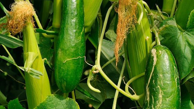 Poisoned ... It’s not the first time cucumbers have been blamed for a sickness outbreak. 