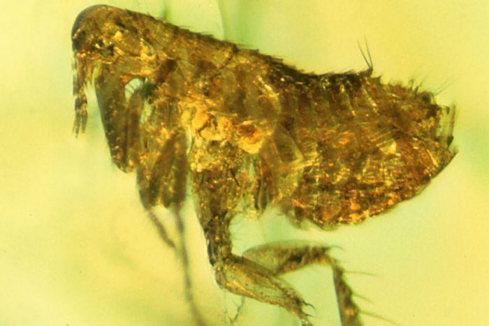 Bacteria on ancient flea may be ancestor of Black Death