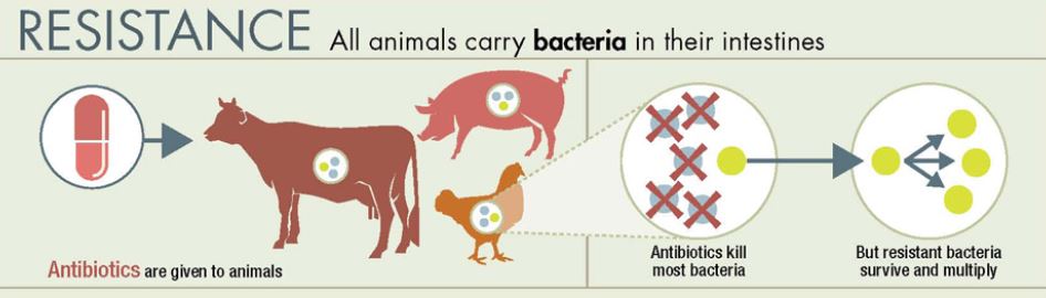 antibiotic resistance from farm to table